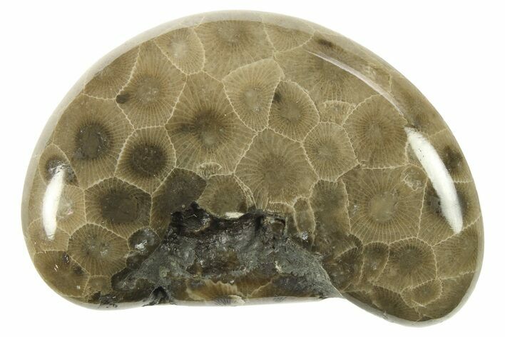 Polished Petoskey Stone (Fossil Coral) - Michigan #268044